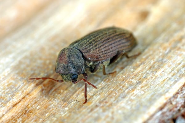 Furniture beetle (Anobium punctatum).