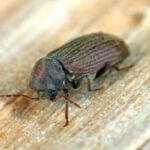 furniture beetle