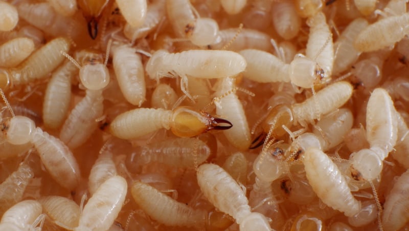 group of termites with one worker termite clearly visible in the centre