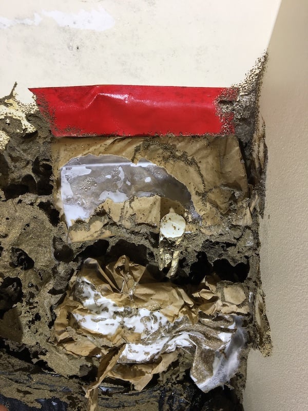 termites eating termite bait