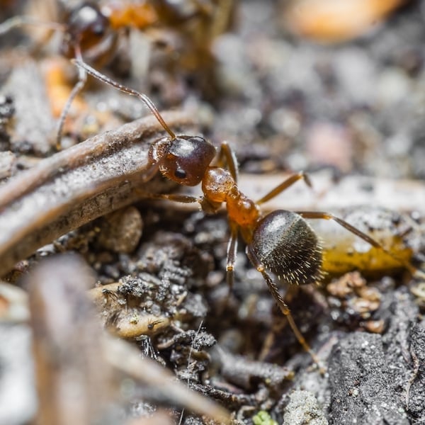 Lasius emarginatus