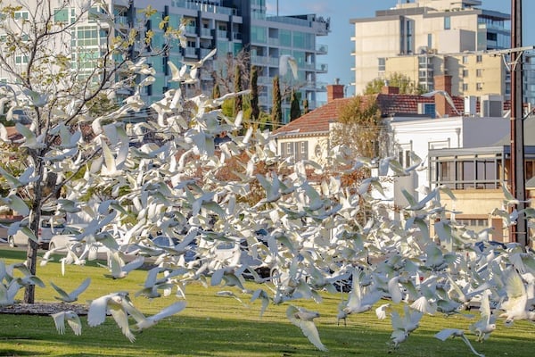 Parrots such as the little corella can form flocks causing damage to lawns, sports fields and crops
