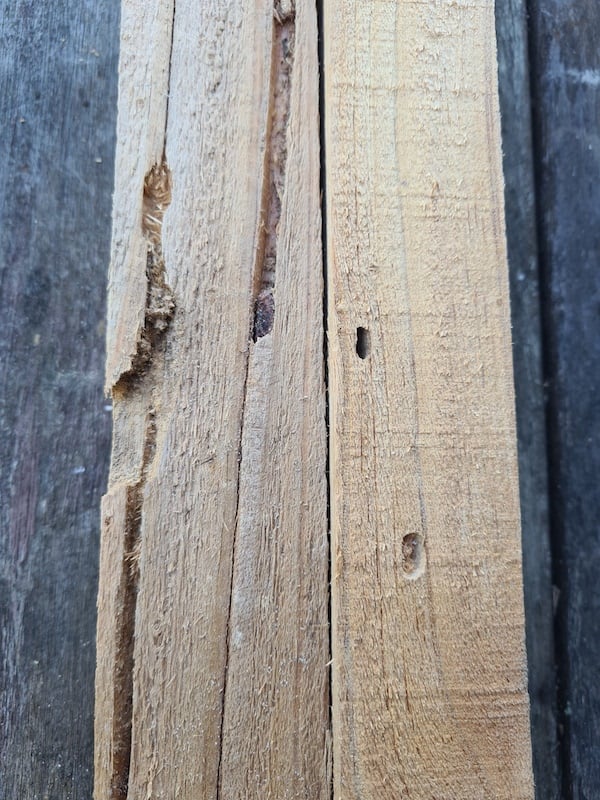 Longicorn beetle damage
