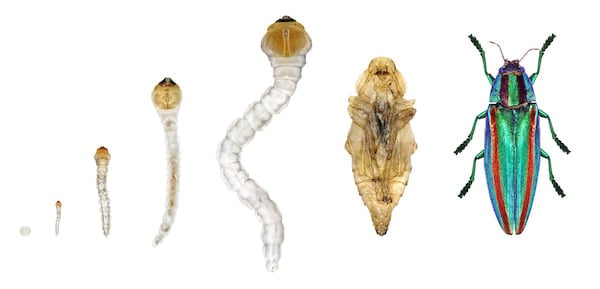 Life cycle of an exotic Jewel beetle or metallic wood-boring beetle, Chrysochroa fulgidissima