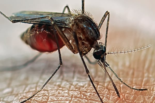 Mosquito feeding