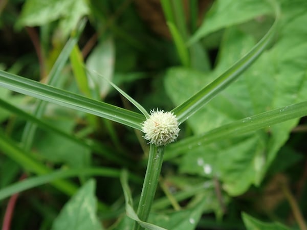 Mullumbimby couch (Cyperus brevifolius)