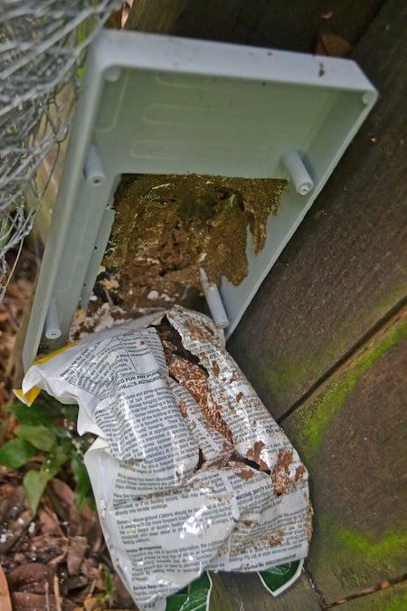 Termites eating termite bait