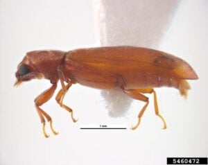 Powderpost beetle