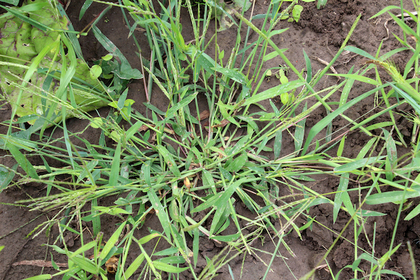 Summer grass (Digitaria sanguinalis)
