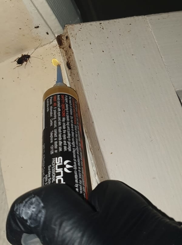Cockroach gel bait being applied to a surface