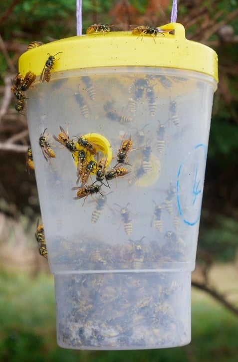 The Vespex Dominator Bottle Trap in Action