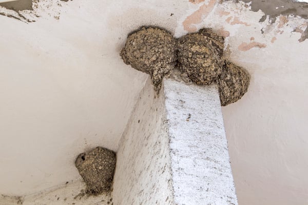 Welcome swallow nests make an unsightly mess on buildings