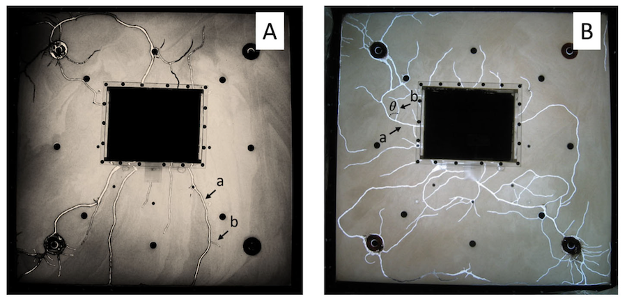 Termite tunnels - Coptotermes - laboratory study