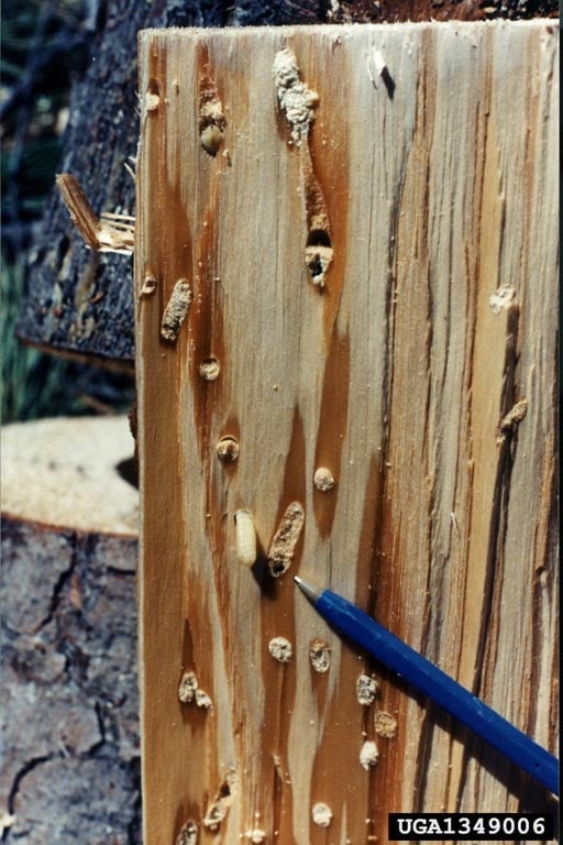 Wood wasp damage