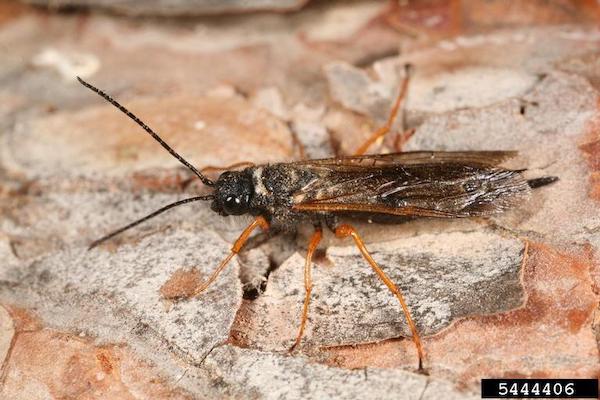 Wood wasp, Sirex noctilio