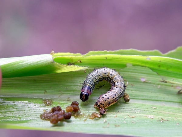 Fall armyworm caterpillar