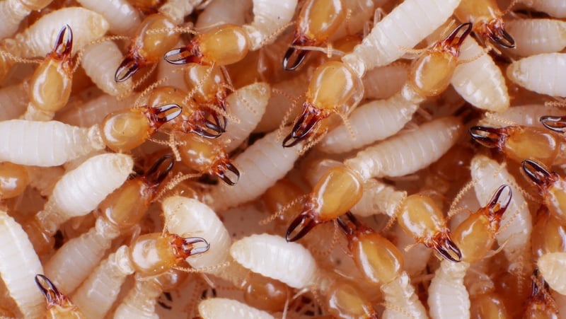 group of termite soldiers