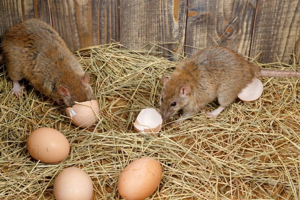 Close-up of two rats in a chicken coop