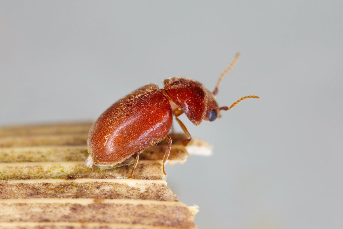 do cigarette beetles fly In Focus: Cigarette Beetle (Tobacco Beetle)