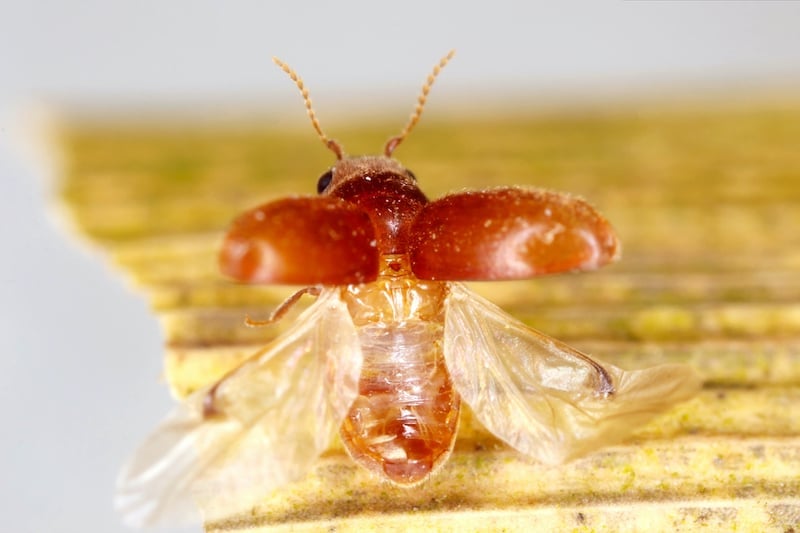 Cigarette beetle about to take flight