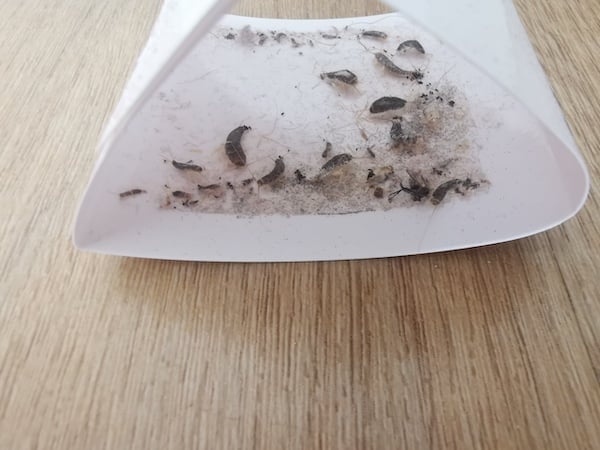 Silverfish caught in a sticky trap lying on the floor