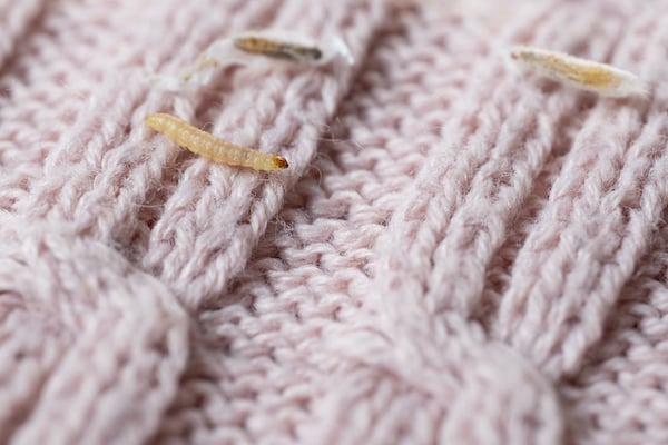 Clothes moth larvae on pink woolly fabric