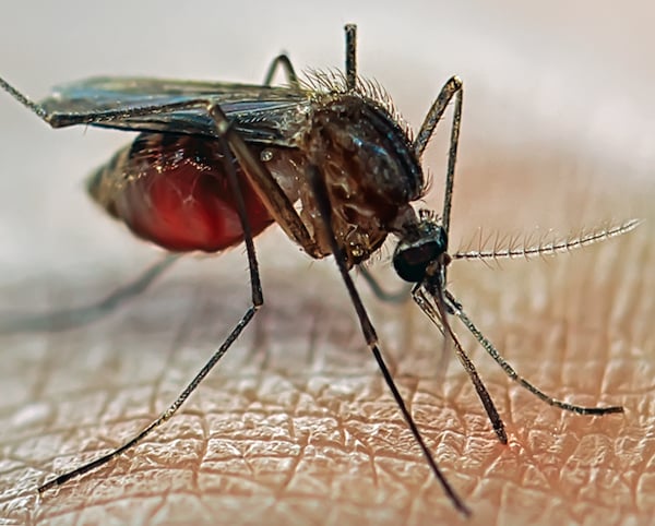 mosquito on human skin