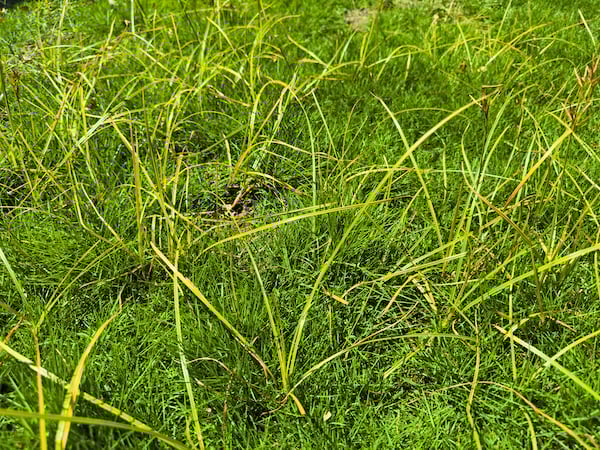 Nutgrass (Cyperus Rotunda)