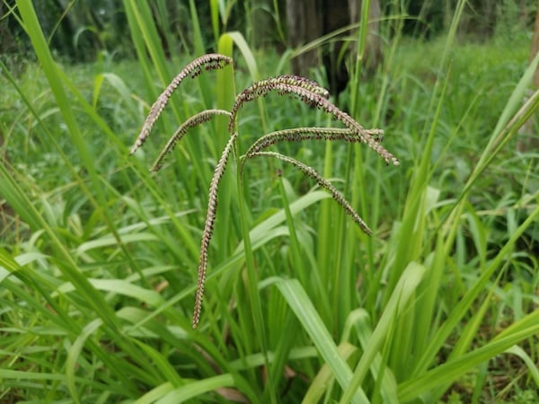 Paspalum (Paspalum dilatatum)