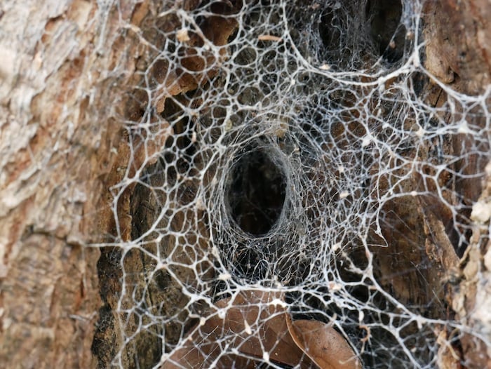 Web of a funnel web spider