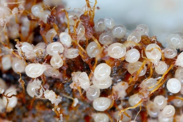 Grain mite (flour mite), Acarus siro