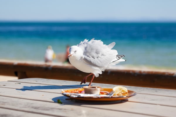 Silver gull being a pest on a plate of food