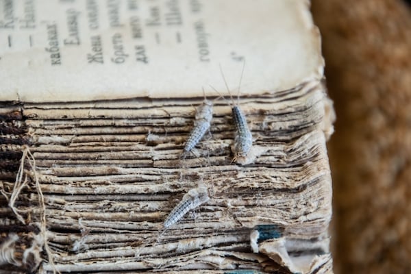 silverfish on books