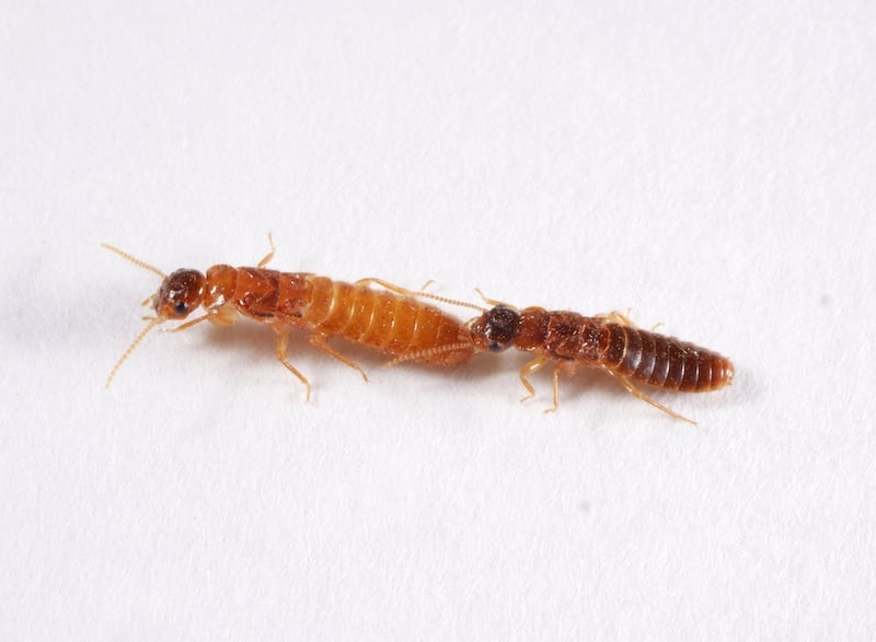 two termites engaging in tandem mating behaviour