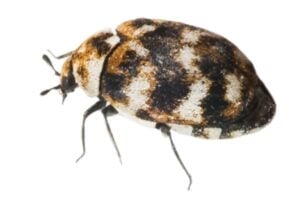 Variagated carpet beetle