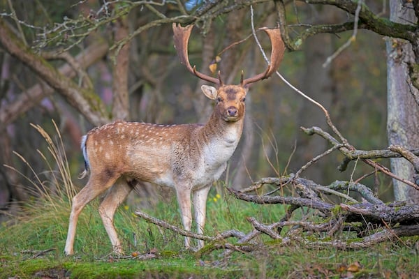 A fallow deer (Cervus dama) stag