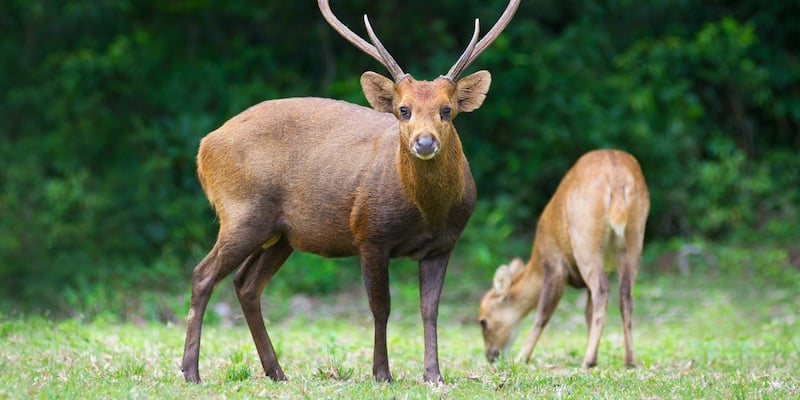 Hog deer (Cervus porcinus), Australia’s smallest pest deer species