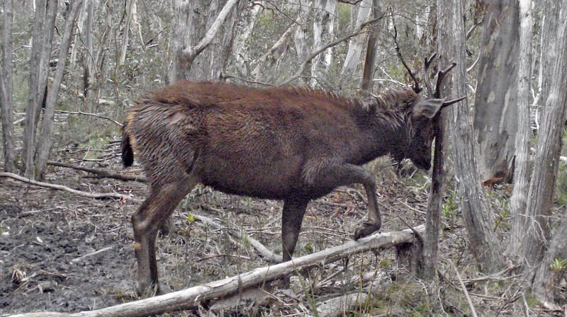 A male sambar deer rubbing its antlers on a tree