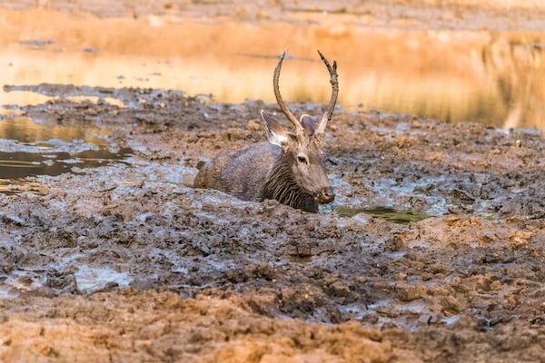 Sambar deer in mud