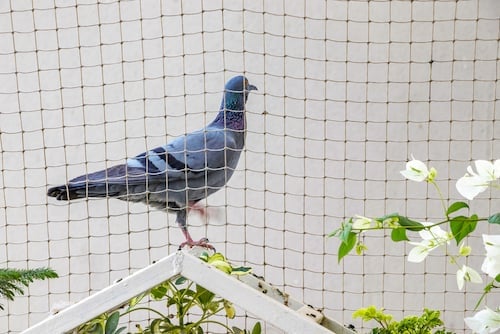 Pigeon behind a net