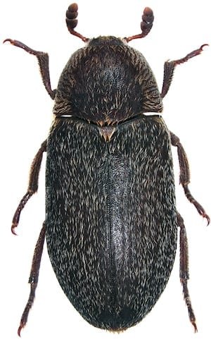 Hide beetle, Dermestes maculatus, on a white background