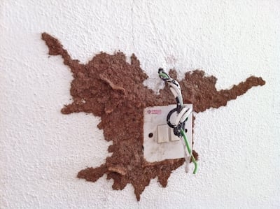 Termite mudding around a power point at a house in Southeast Asia