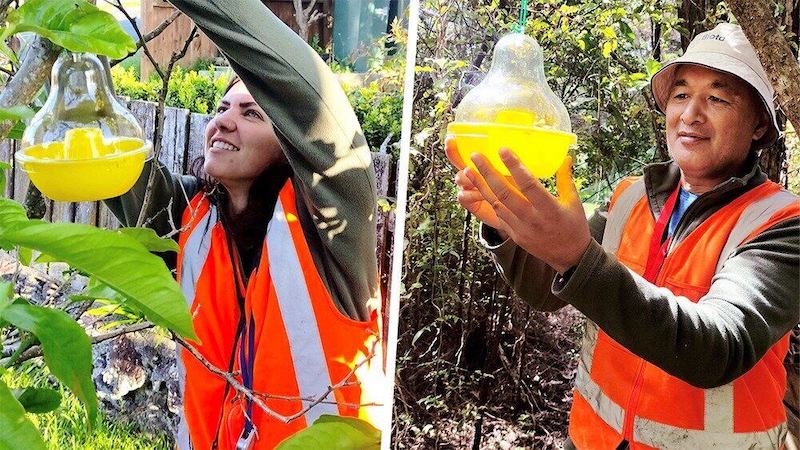 Women and man wearing high vis vests hanging DIY hornet traps among trees