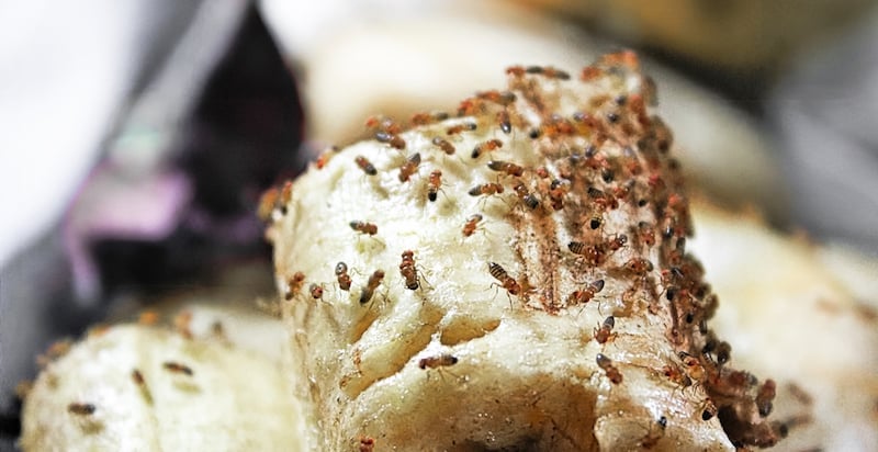 A mass of fruit-flies crawling over a banana.