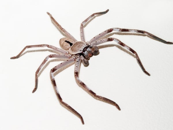 huntsman spider