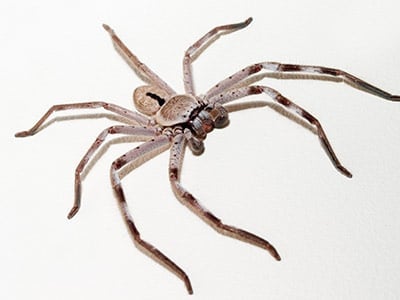 huntsman spider