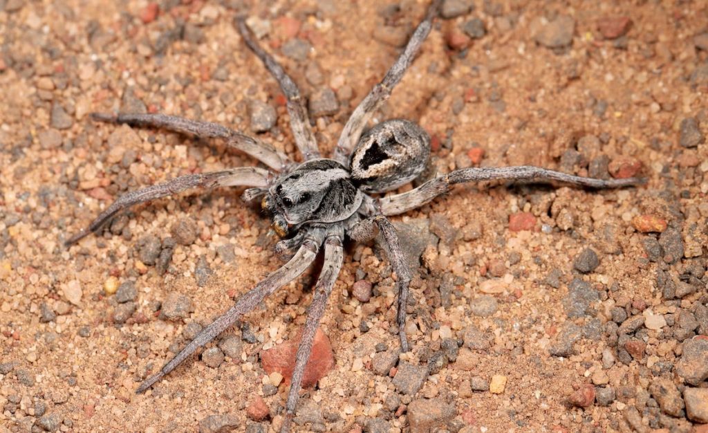 wolf spider