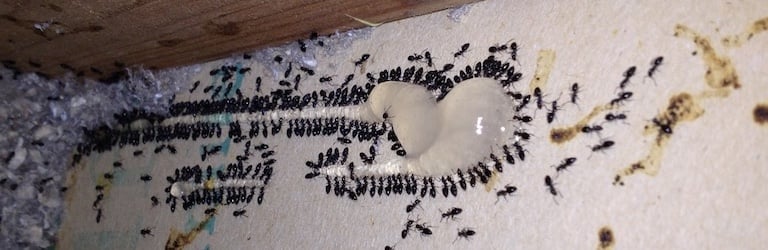 Ant control gel bait treatment