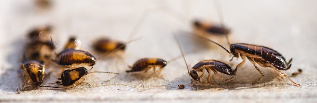 Cockroaches on sticky trap