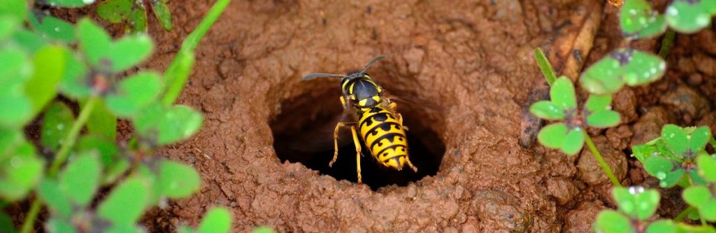 European wasp nest